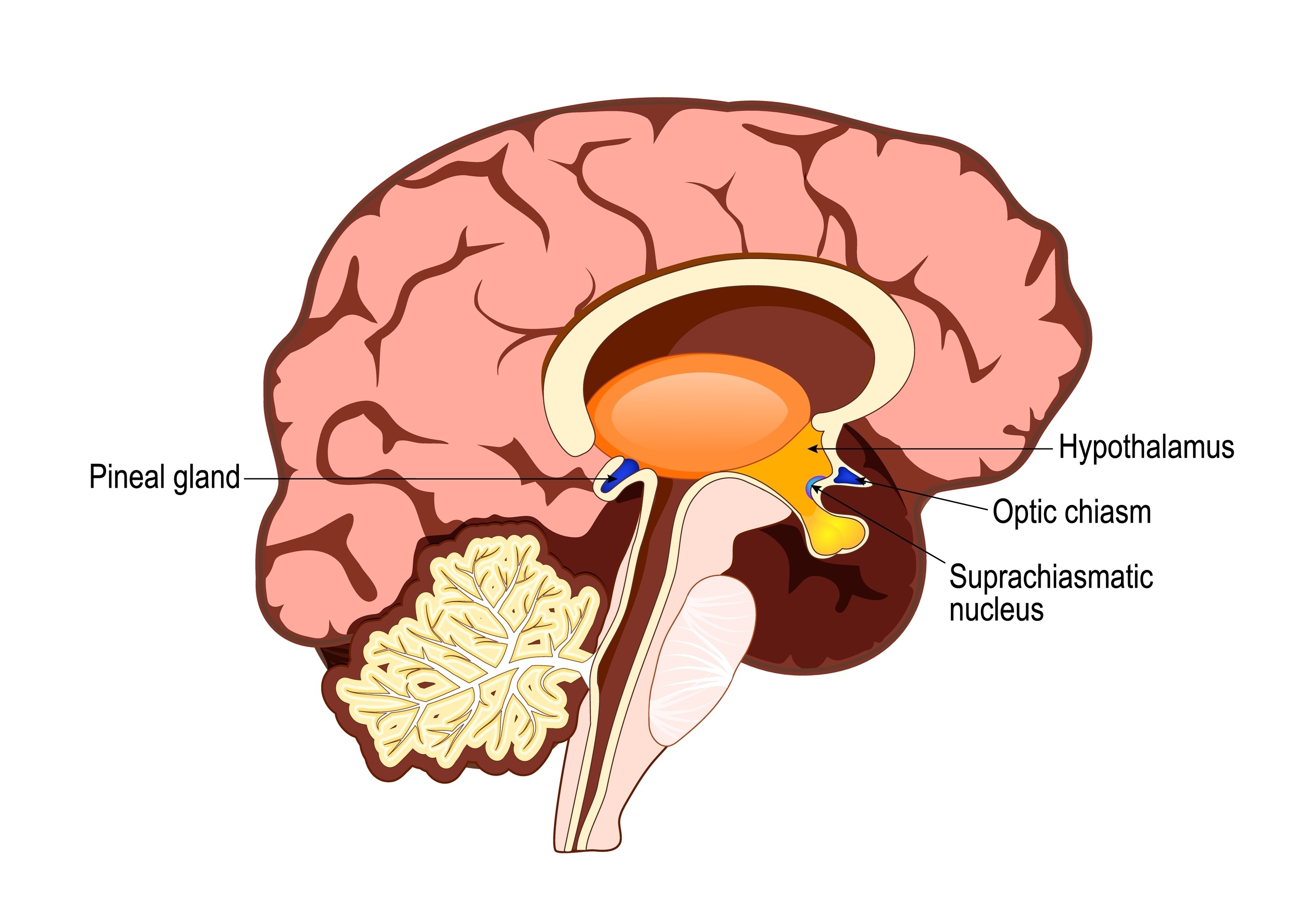 Pineal gland