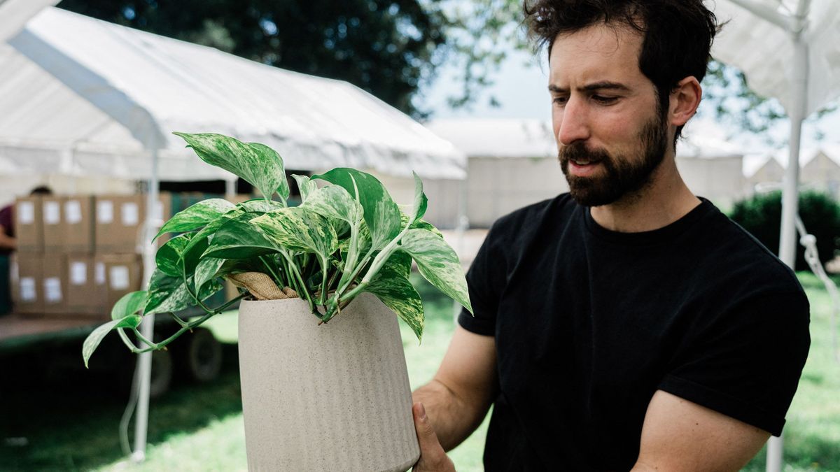 This plant is worth thirty to purify the air of toxic molecules and it is already being snapped up in California