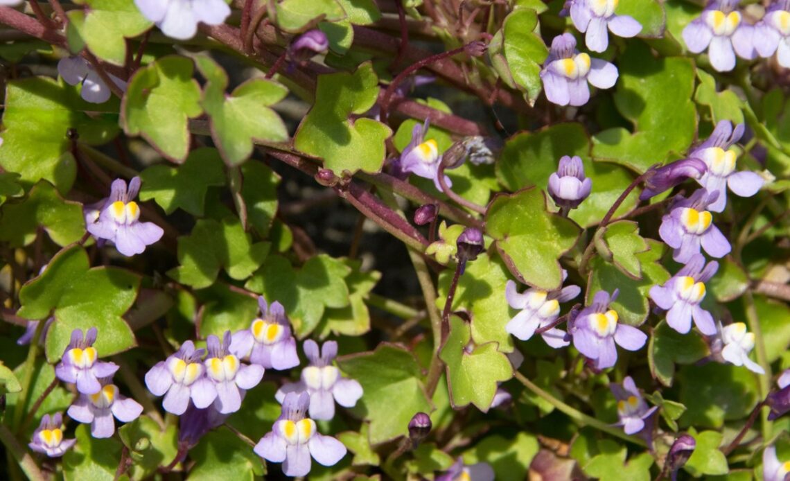 Nahaufnahme Mauer-Zimbelkraut mit dunkelgrünen Blättern und kleinen löwenmaulartigen violetten Blüten