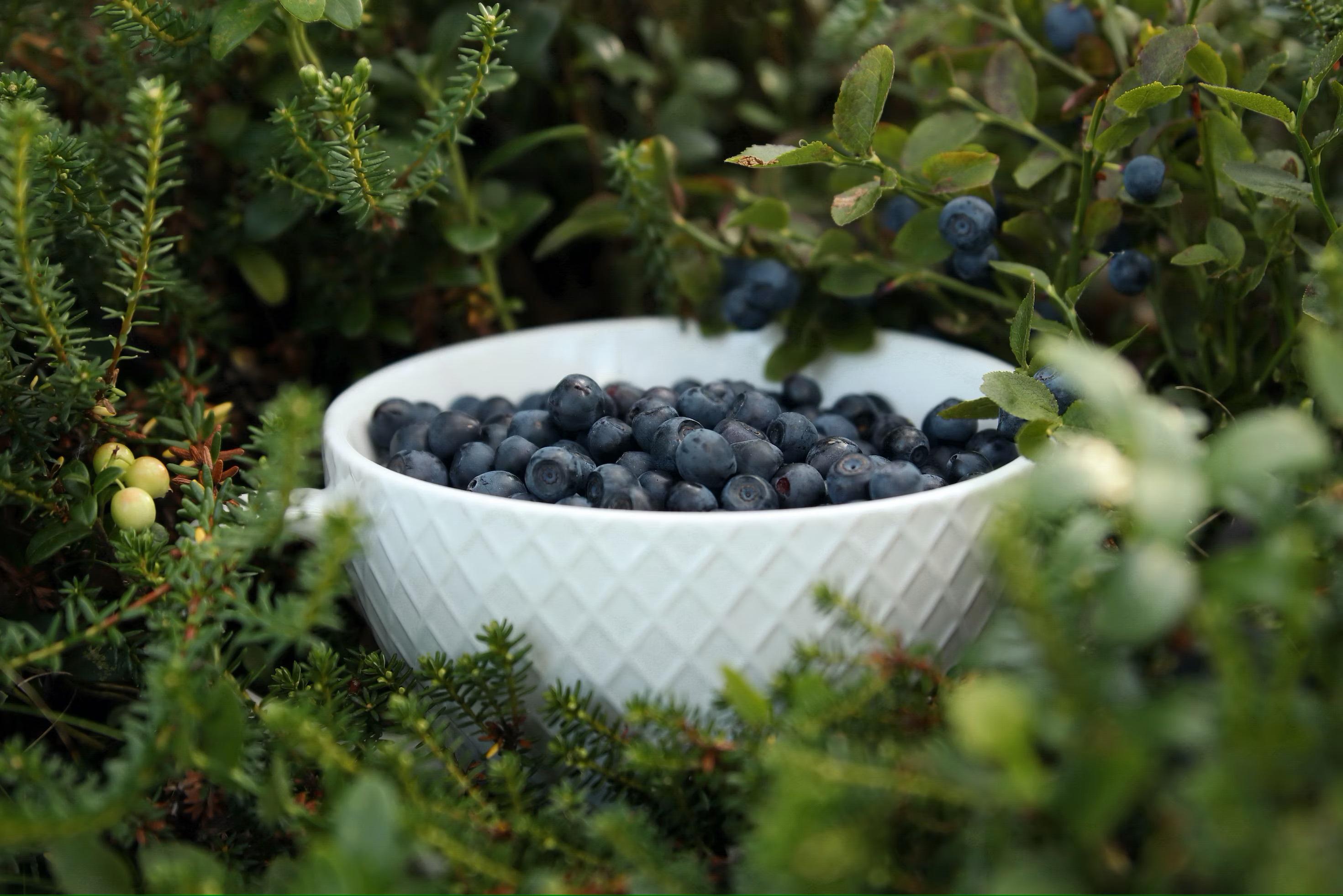 A waxy coating on berries is a sure sign that they are very fresh.