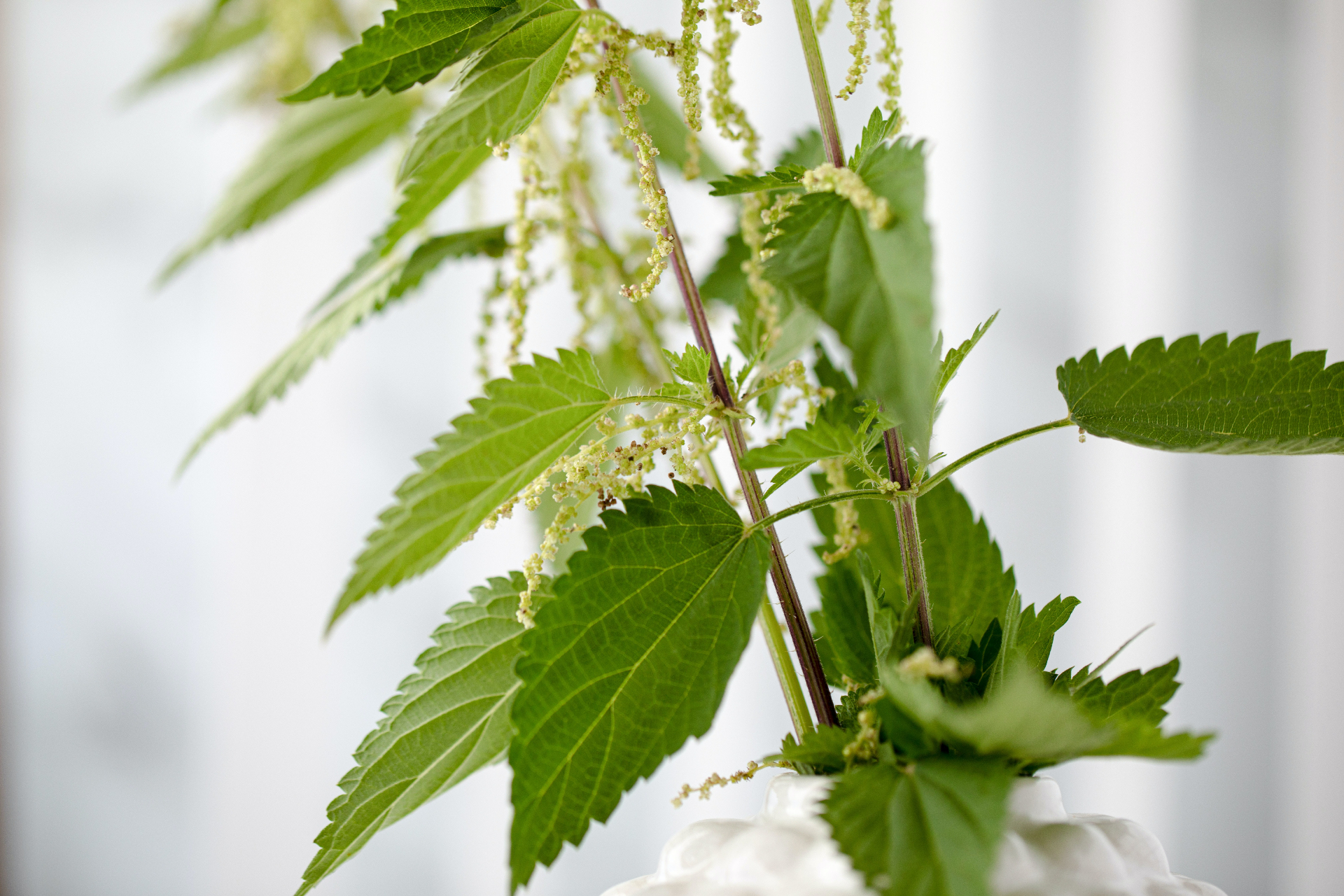 Nettle is one of the remedies used to reduce water retention.