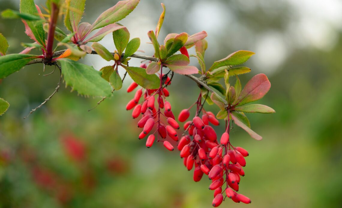 High blood pressure: Plant active ingredient relieves vascular dysfunction & lowers blood pressure