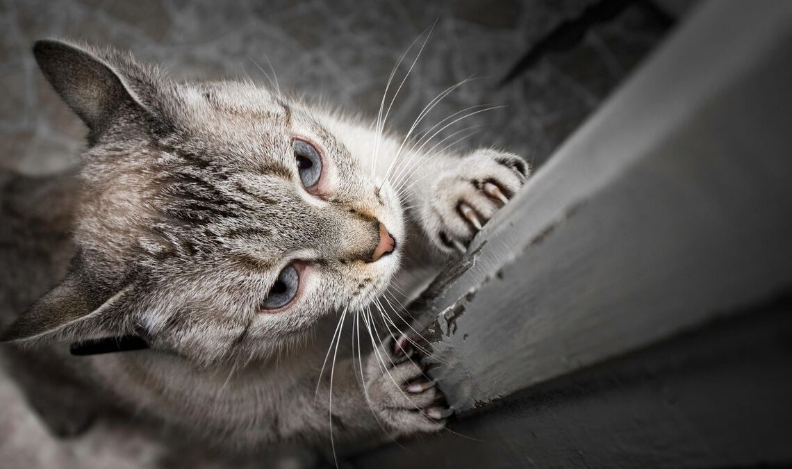 Science has found a way to stop cats from scratching in your home