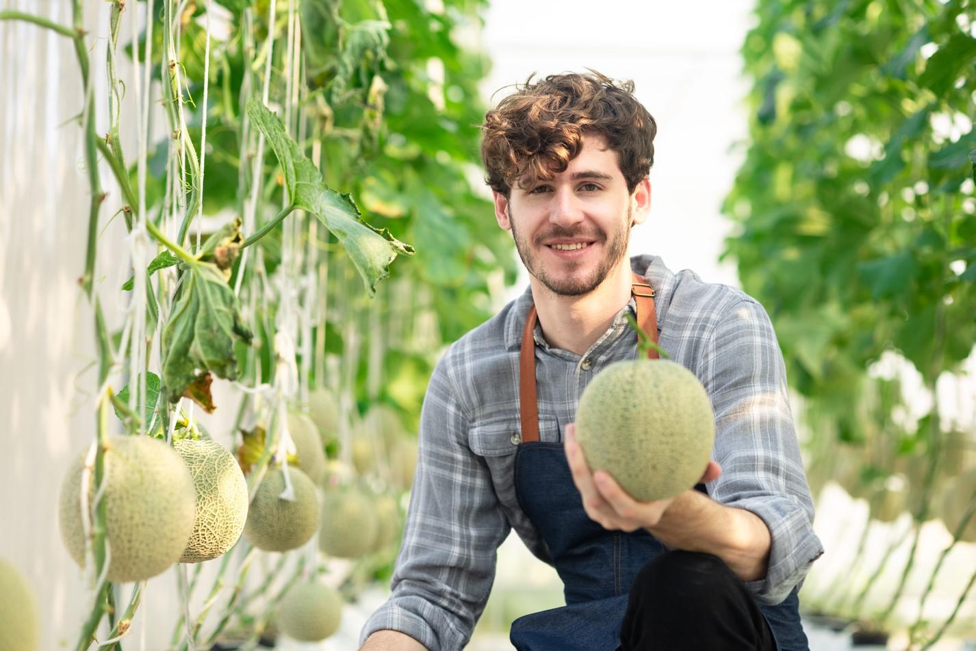 Melon ripens 75-120 days after planting