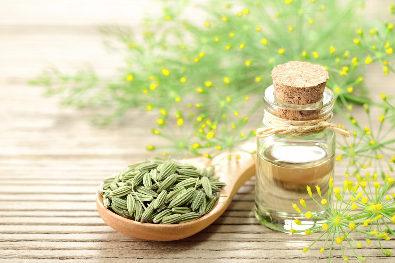 Fennel is used to treat gastrointestinal disorders