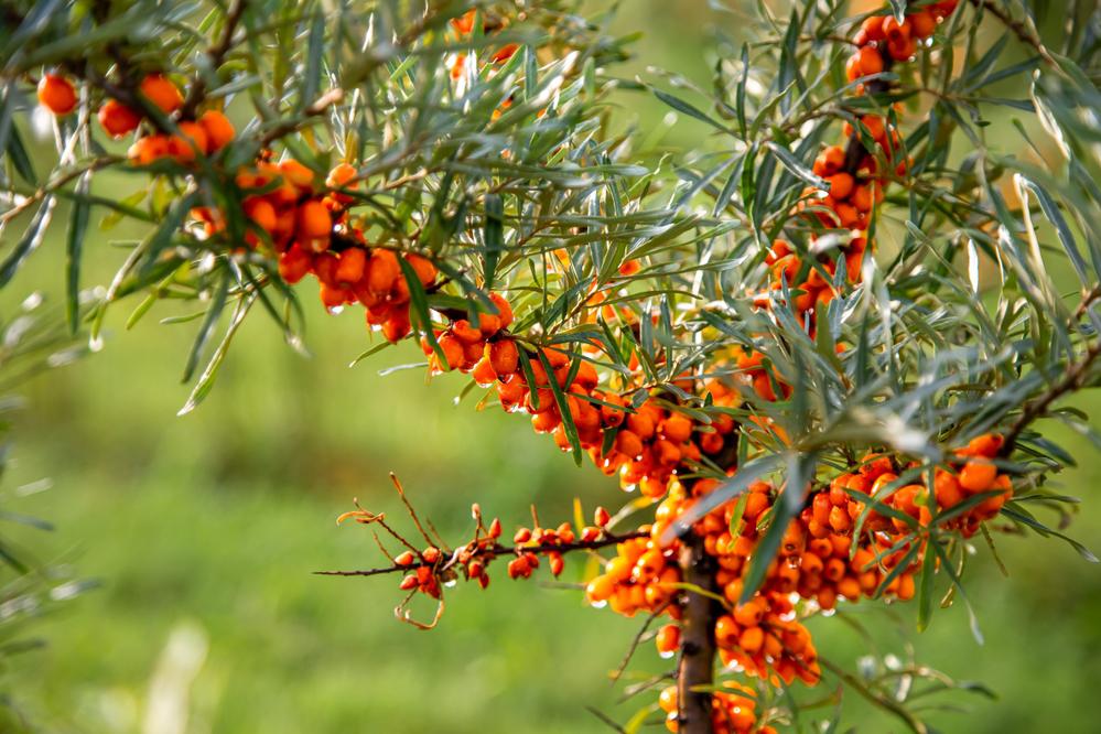 Sea buckthorn grows in almost all countries of the world, but East Asia is considered its homeland