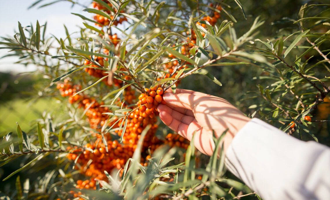 Why sea buckthorn is useful and dangerous: scientific data